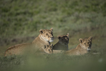 Lion