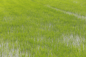 Rice fields.