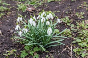 Snow drops blooming during spring season start.