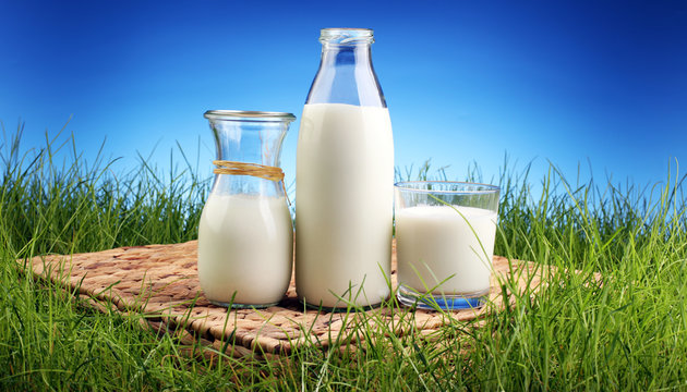 fresh milk in glass jug and glass on fresh green grass