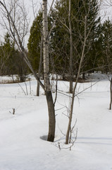 Young aspen in the spring. The trunk of a young aspen from the melting snow.