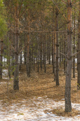 Young pine forest. A dense pine forest of young pines.