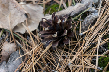 Dry bump on dry needles. The fallen cone lies on the ground.