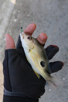 Russell's snapper or Moses perch.