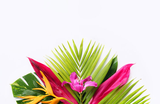 Tropical Flowers On A White Background