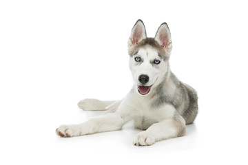 Cute husky puppy dog