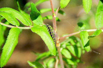 Caterpillar on a green branch of a tree