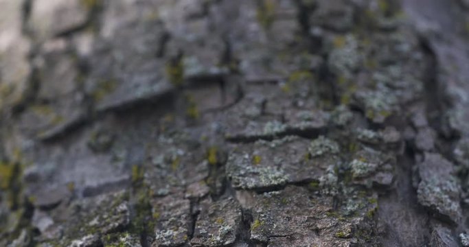 close up ahs tree bark with mos, 4k prores footage