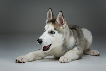 Cute husky puppy dog