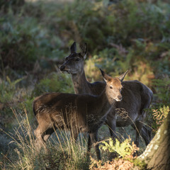 Beautiful Family group herd of red deer stag cervus elaphus during rut season in forest landscape during Autumn Fall