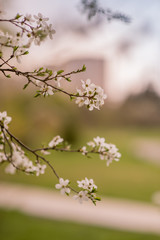 Spring flowers on trees