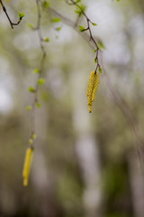 Trees and buds on the branches of flowers