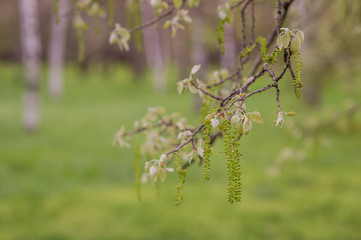 Trees and buds on the branches of flowers