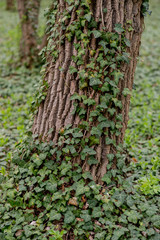 Ivy on the tree