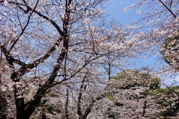Obraz na płótnie Canvas 上野公園の桜