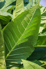 Blooming tobacco plants with leaves