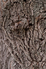 Bark from wood