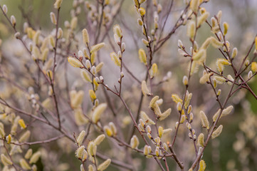 Trees and buds on the branches of flowers