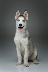Cute husky puppy dog