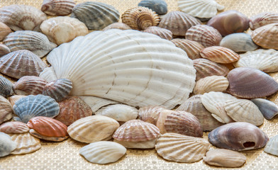 Shells