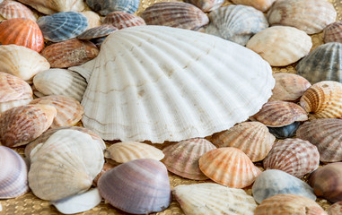 Shells