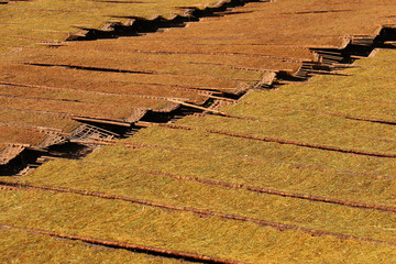 Drying tobacco leaves to the sun and view of tobacco plant in Thailand