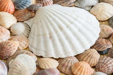 Shells