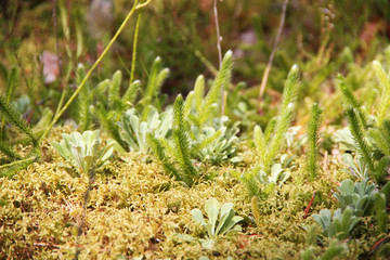 Varieties of moss in a forest glade on a sunny day in summer