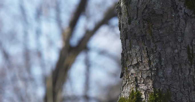 close up ahs tree bark with mos and copy space, 4k prores footage
