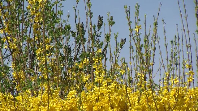 Die langen Enden eines bl&uuml;henden Forsythienstrauches bewegen sich im Wind