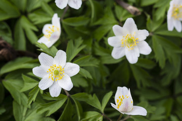 Anemone flower in nature.