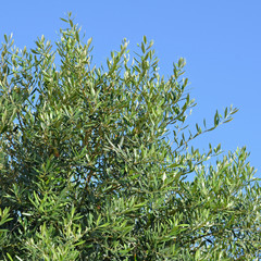 The foliage of olive tree closeup