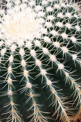 A close up image of a large, round cactus plant showing rows of prickly thorns in detail.