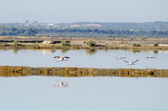 Odiel marshes in Huelva