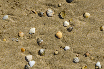 Shells in the sand