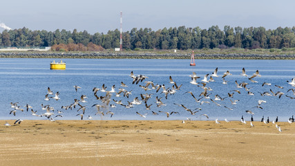 Odiel marshes in Huelva