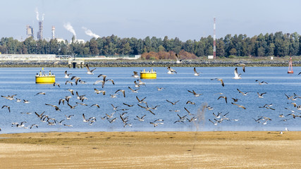 Odiel marshes in Huelva