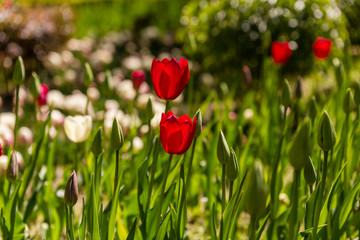 Tulip flowers grown in a garden.