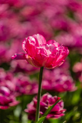 Tulip flowers grown in a garden.