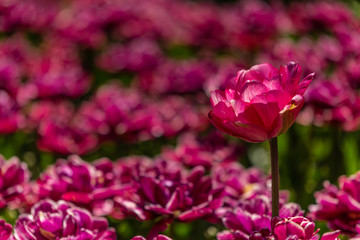 Tulip flowers grown in a garden.