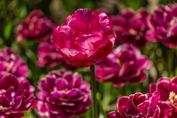 Tulip flowers grown in a garden.