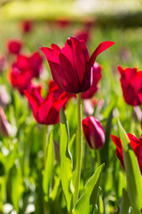 Tulip flowers grown in a garden.