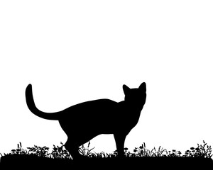 Illustration, vector, silhouette cat on the grass