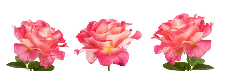Beautiful pink roses for design isolated on white background