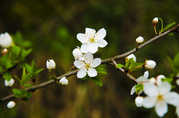 Close-up view on a twig with flowers and leaves of flowering tree in the garden on a spring sunny day