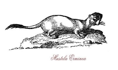 Obraz premium Mustela Erminea, also known as the short-tailed weasel, is a mammal of the genus Mustela of the family Mustelidae native to Eurasia and North America.