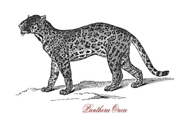 The jaguar (Panthera onca) is a big cat, a feline in the Panthera genus; and is the only extant Panthera species native to the Americas.