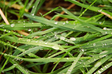 Detailed view of the blades of grass with water drops after rain on a summer's day
