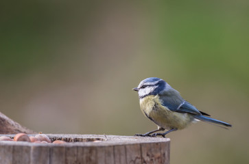 m&eacute;sange bleue