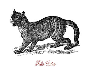 Obraz premium The wildcat (Felis silvestris) is a small cat native to most of Africa, Europe and Asia. Crossbreeding of wildcat and domestic cat may occur thus endangering the preservation of the species.
